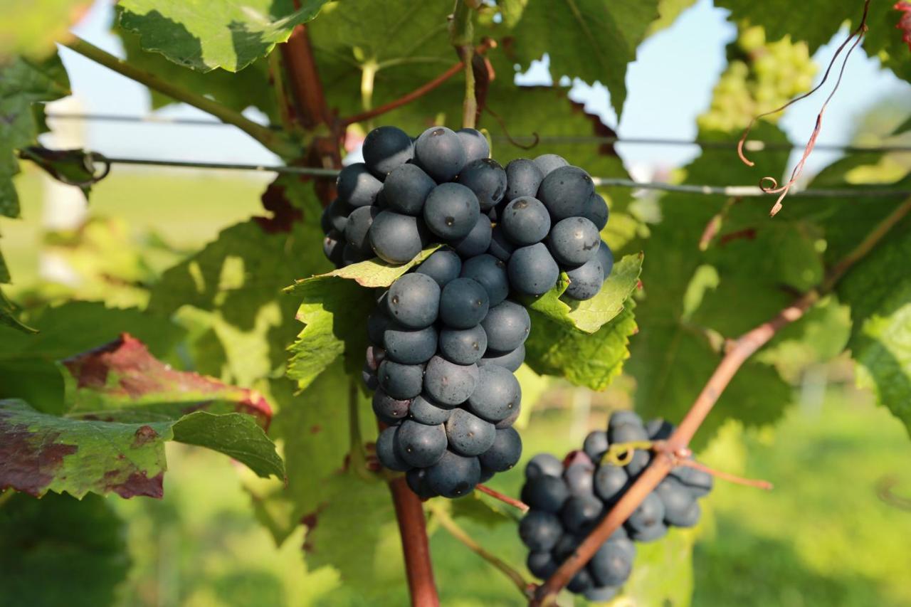 Zum Weinberg Grosskarlbach